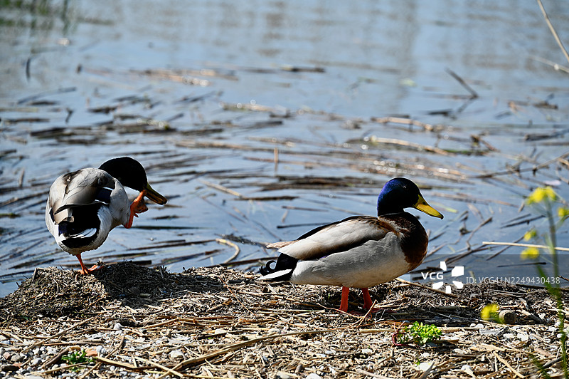 两条绿头鸭在湖边泥泞的岸边，其中一条正在梳理羽毛，另一条则警觉地站着图片素材
