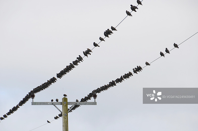 从低角度拍摄，一大群鸟栖息在电线上，背景是晴朗的阴天，展示了自然的聚集图片素材