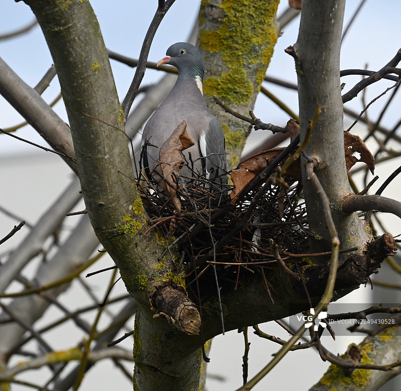 仰视视角，一只鸽子栖息在树枝上的巢中，背景是晴朗的天空图片素材