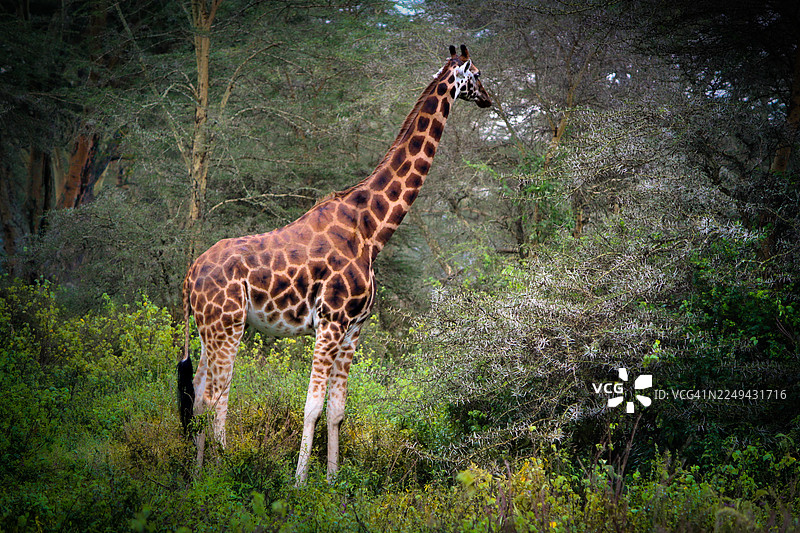 长颈鹿站立在绿色的灌木丛和树木之间，置身于其自然栖息地图片素材