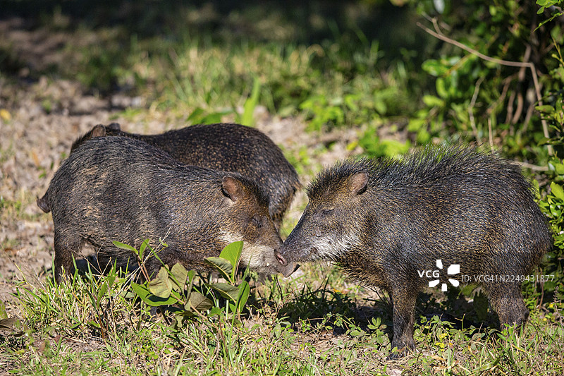 白唇野猪（Tayassu pecari） 巴西潘塔纳尔湿地图片素材