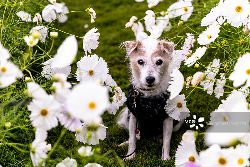 可爱的梗犬坐在生机勃勃的绿色花园的白色波斯菊中，直视镜头图片素材