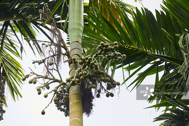 仰视拍摄的槟榔树，绿色的槟榔果在明亮的天空下图片素材