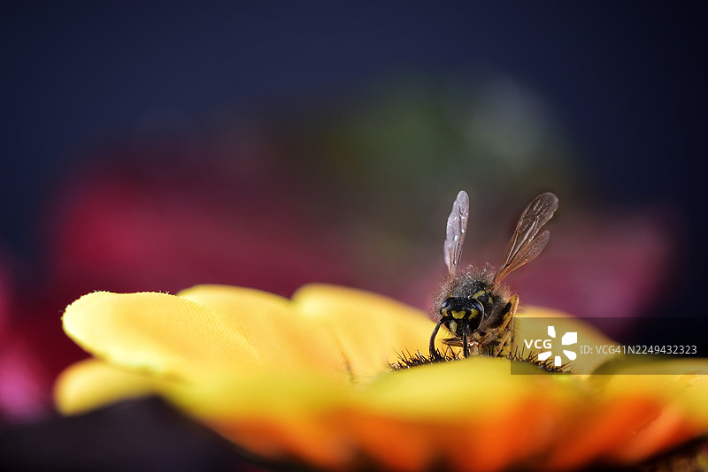 特写一朵鲜艳的黄花，一只详细的蜜蜂正在采集花粉，展现了大自然精巧的美丽图片素材
