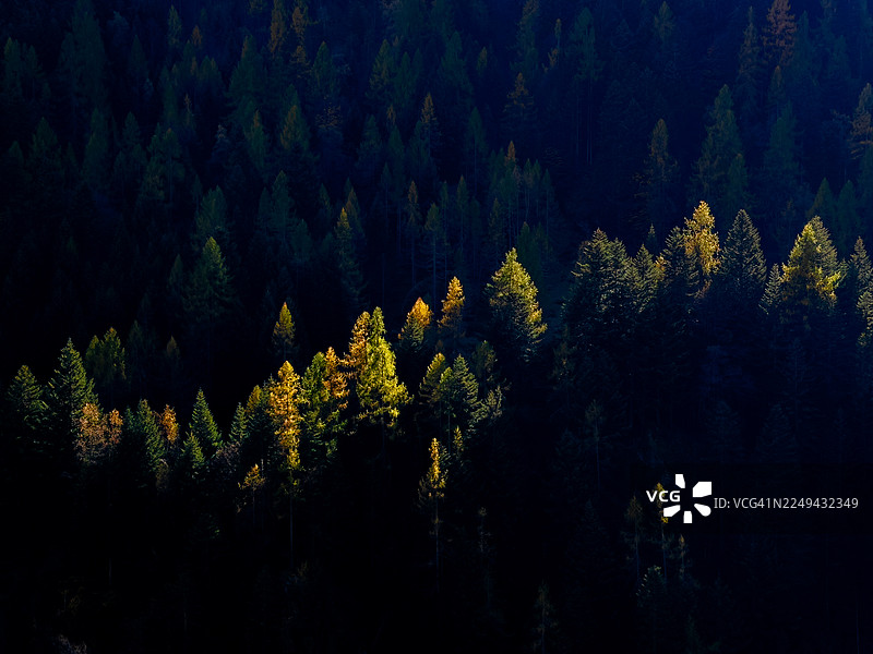 从高处俯瞰一片茂密的松树林，阳光穿透其中，洒落金色与绿色的树木斑块，形成鲜明的对比，意大利，瓦尔塞西亚，阿兰亚，沃尼亚山谷乡村公路图片素材