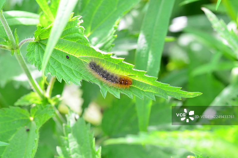 特写镜头：一只毛茸茸的棕黑色毛毛虫在鲜绿的叶子上爬行，展示了它纤细的绒毛和叶子精细的纹理图片素材