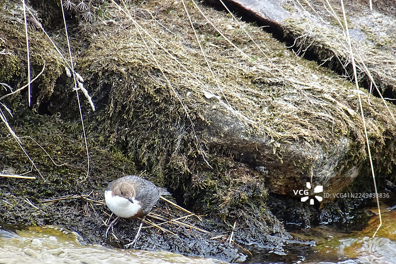 白喉河鸟栖息在流水边的苔藓岸上图片素材