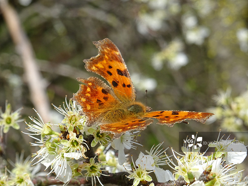 特写：一只色彩鲜艳的苘麻蝶，拥有独特的橙黑翅膀，在春天里轻柔地为一朵白花授粉图片素材