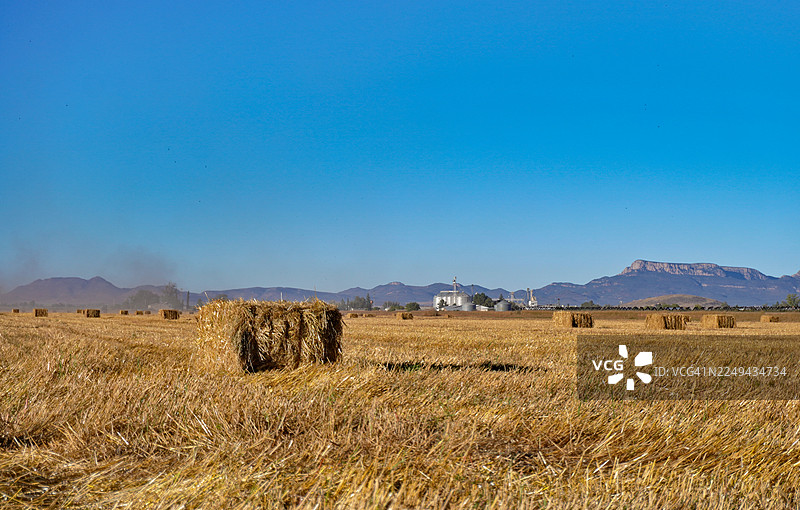 金色干草垛散落在收割后的田野上，天空湛蓝，远处有山峦，墨西哥奇瓦瓦州图片素材