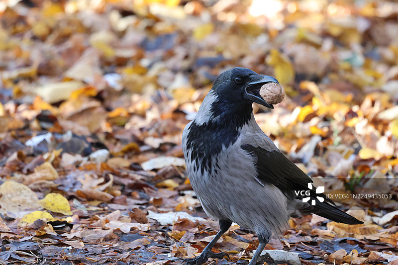 一只乌鸦嘴里叼着一个核桃，站在一片铺满秋叶的地面上，正寻找藏匿之处。图片素材