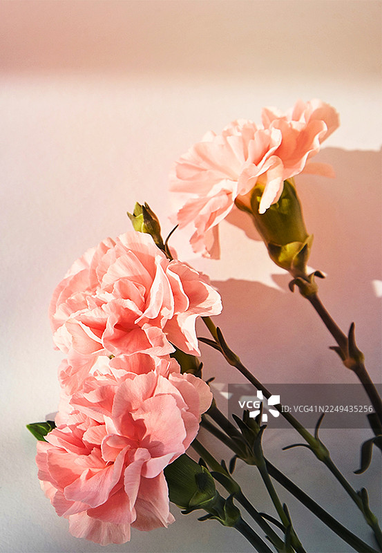 绽放的鲜艳粉色康乃馨特写，花瓣娇嫩，捕捉春天的气息与自然之美图片素材