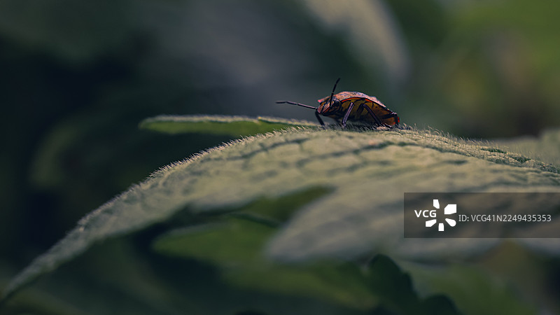 特写一只小昆虫，它有着触角，栖息在一片充满活力的绿叶上，展现了大自然的精妙细节图片素材