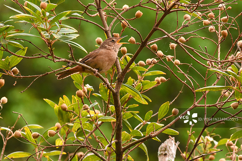 一只小鸟在葱郁的绿植环境中枝头歌唱图片素材