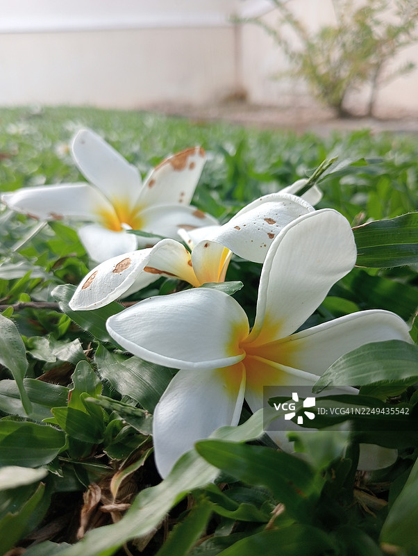 白色和黄色的鸡蛋花散落在绿草上，特写镜头展示了其精致的细节和自然之美图片素材