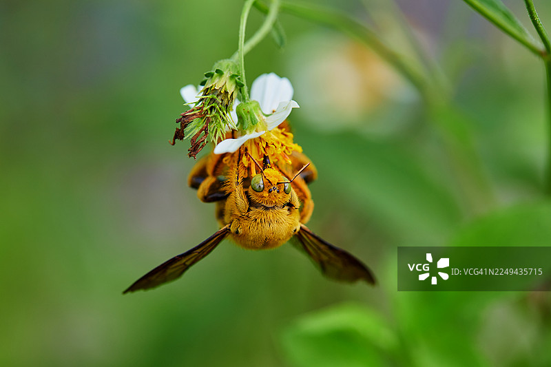 一只毛茸茸的黄黑相间蜜蜂，身上沾满了花粉，倒挂在一朵小白花上，背景是模糊的绿色。图片素材