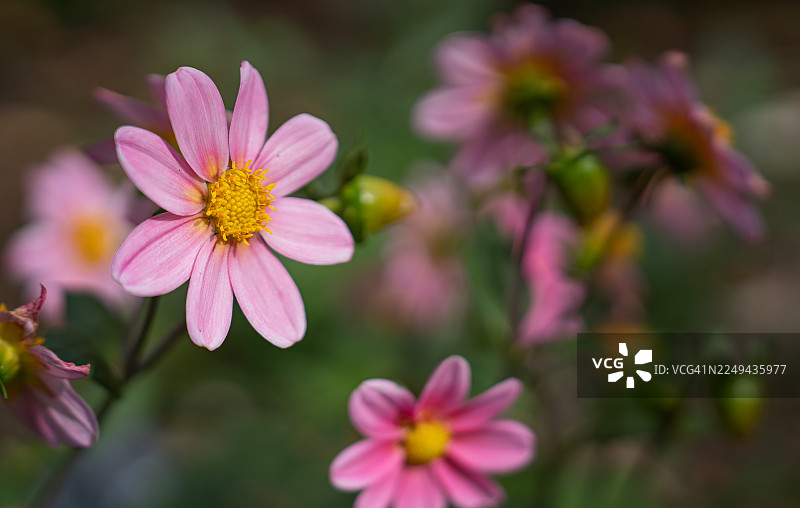 花园里盛开的鲜艳粉色大波斯菊特写，花心为黄色图片素材
