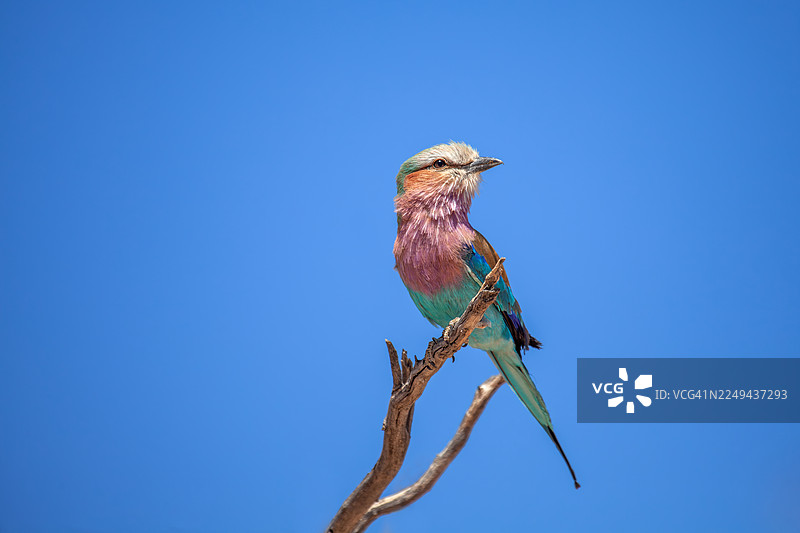 仰视拍摄，紫胸佛法僧栖息在枯枝上，背景为晴朗的蓝天图片素材