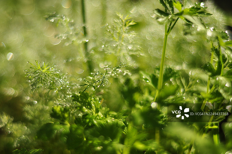 近距离拍摄的充满活力的绿色植物，点缀着闪闪发光的水滴，在自然环境中营造出迷人的散景效果图片素材