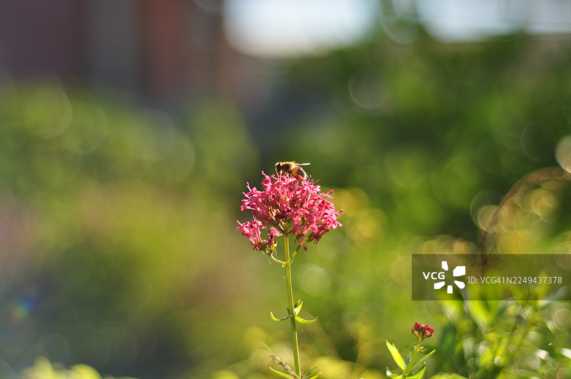 特写镜头，一只蜜蜂正在为一朵鲜艳的粉色花朵授粉，背景是柔和的绿色散景，捕捉了自然与生命的精髓图片素材