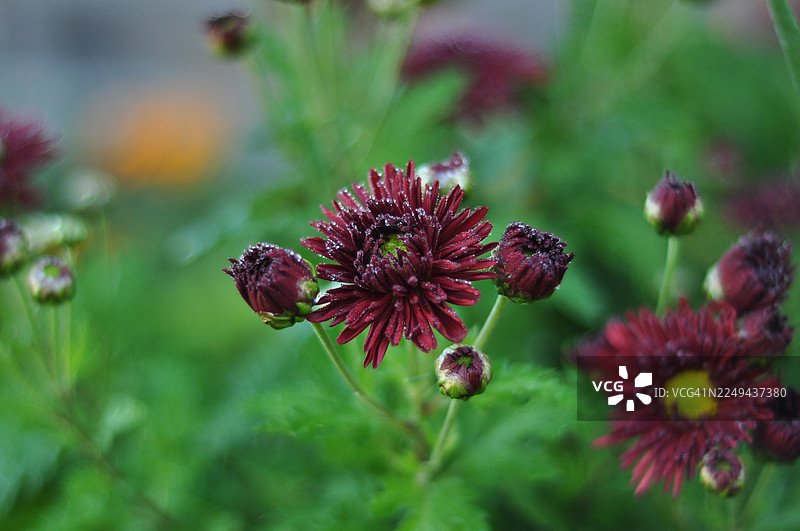 雨后葱郁花园中，鲜艳的红色菊花特写，花瓣上点缀着露珠，捕捉了自然的勃勃生机。图片素材