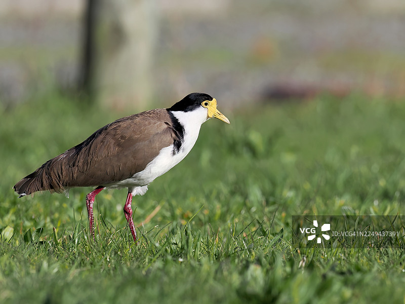 在自然光下，一只戴着面具的麦鸡（也称凤头麦鸡）栖息在草地的特写镜头图片素材
