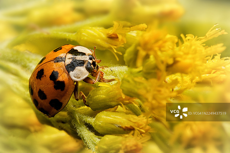 自然界中，瓢虫在鲜艳的黄花上的特写图片素材