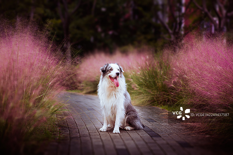 一张快乐的边境牧羊犬坐在人行道上的肖像，周围环绕着充满活力的粉色狼尾草。图片素材