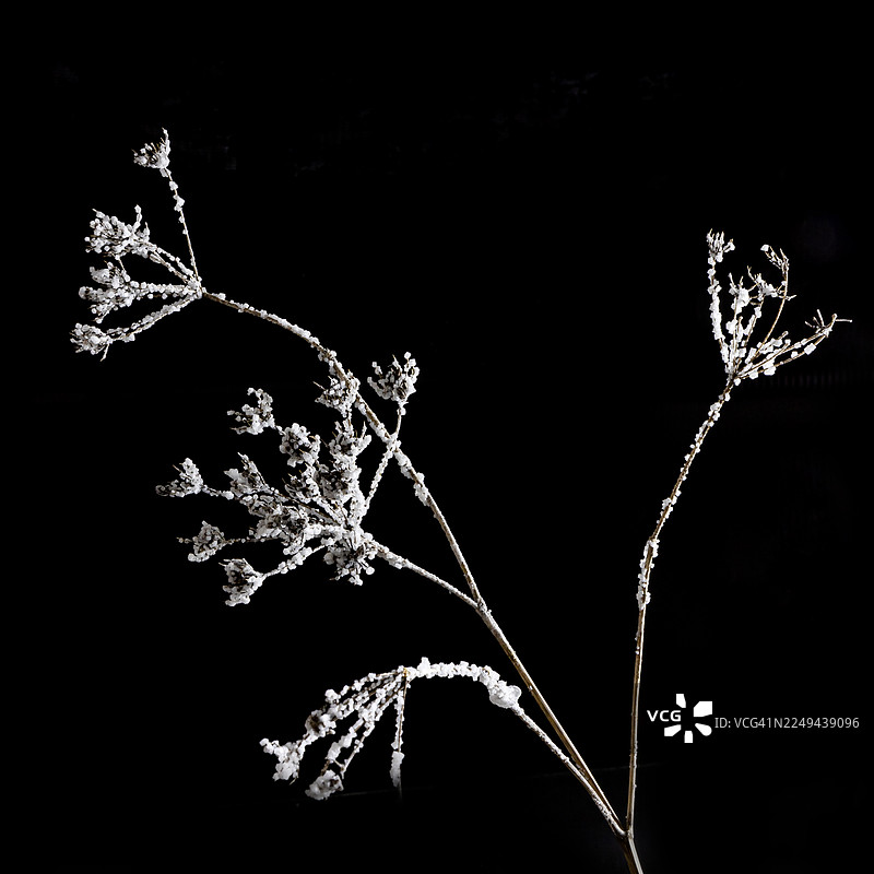 特写镜头下，植物在严寒中凝结出精致的冰晶，在纯粹的黑色背景下，彰显出冬日之美。图片素材