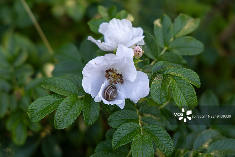 花园里白色野玫瑰上的蜗牛和蜜蜂特写，展现大自然的精致之美图片素材