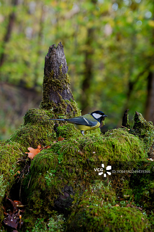 一只大山雀栖息在长满苔藓的树桩上，背景是充满活力的绿色森林图片素材