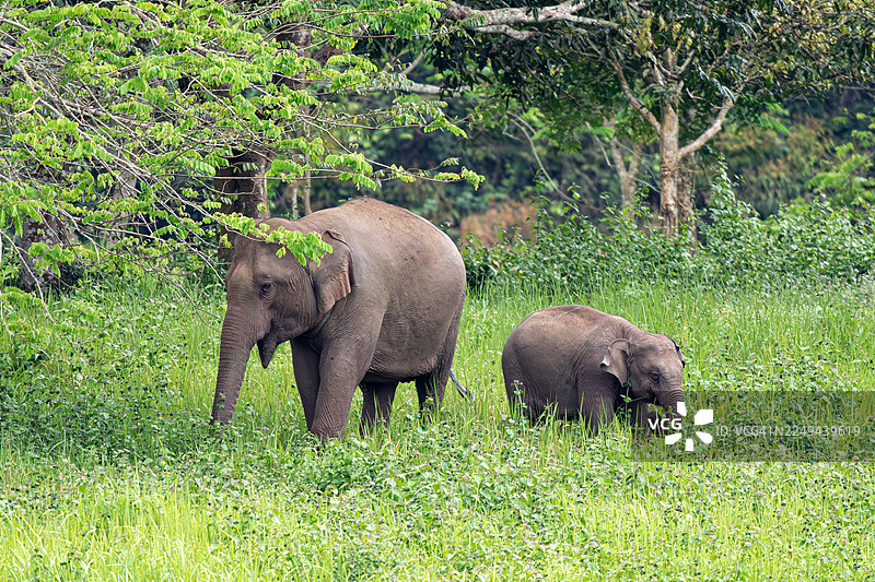 两头大象在葱郁的绿叶丛中行走，置身于自然栖息地图片素材