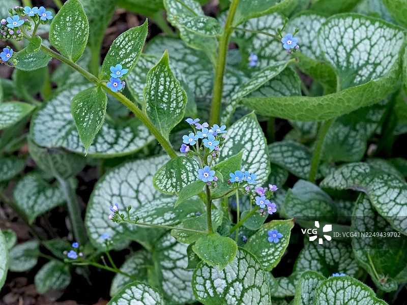 俯视视角下的紫色开花植物，带有绿色叶子图片素材