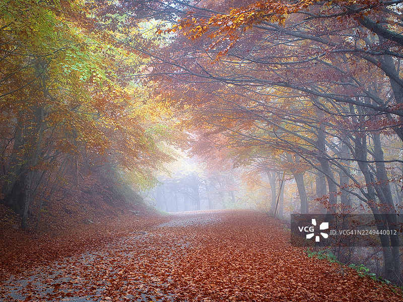秋季薄雾笼罩的森林道路，秋叶色彩鲜艳，落叶遍地，意大利诺尔恰，诺尔恰皮安格兰德卡斯特鲁乔图片素材