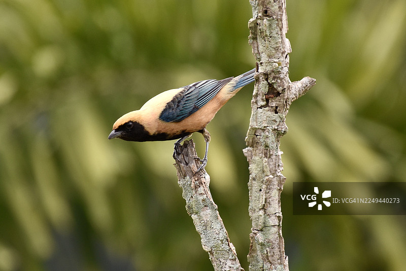 一只金棕唐加拉鸟，身上有黑色和蓝色的斑纹，栖息在自然环境中的树枝上，特写镜头。图片素材