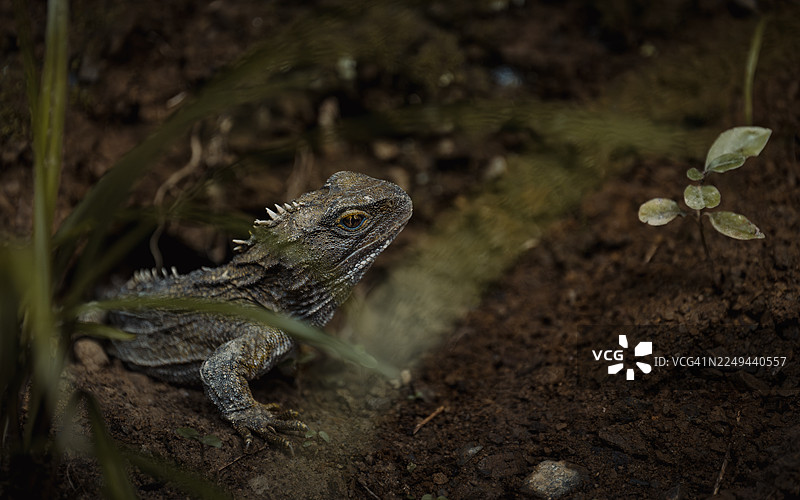 特写镜头，一只蜥蜴在其自然栖息地伪装，与泥土色调和稀疏的植被融为一体图片素材