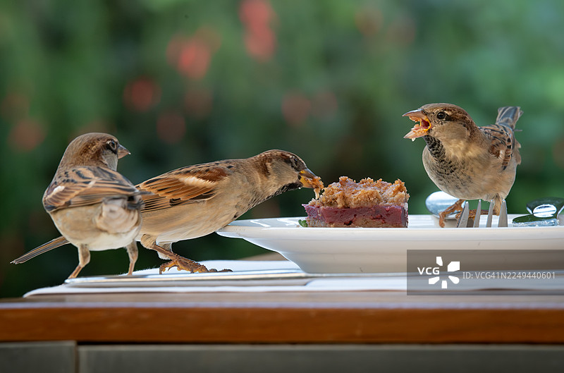 三只麻雀在阳光明媚的户外，从一个白盘子里吃甜点图片素材