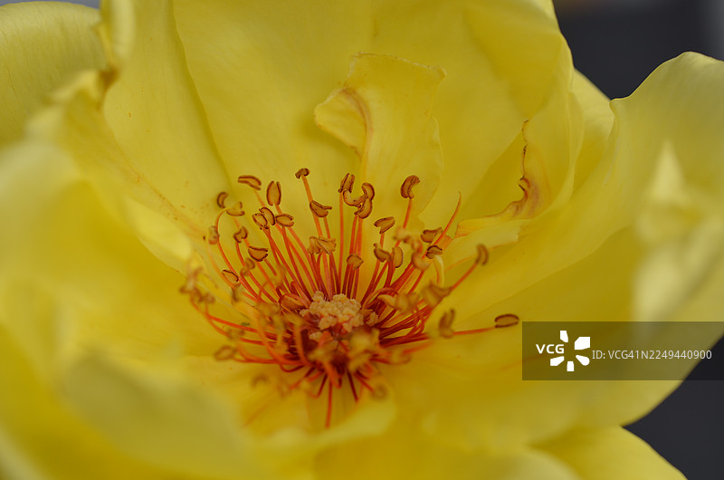 特写镜头下，一朵鲜艳的黄色玫瑰花，细节之处可见其雄蕊和雌蕊，展现出其自然之美和精巧结构图片素材