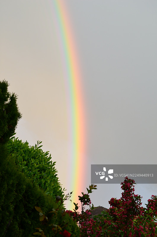 鲜艳的彩虹划过灰色的天空，周围环绕着郁郁葱葱的绿色和粉色叶子图片素材
