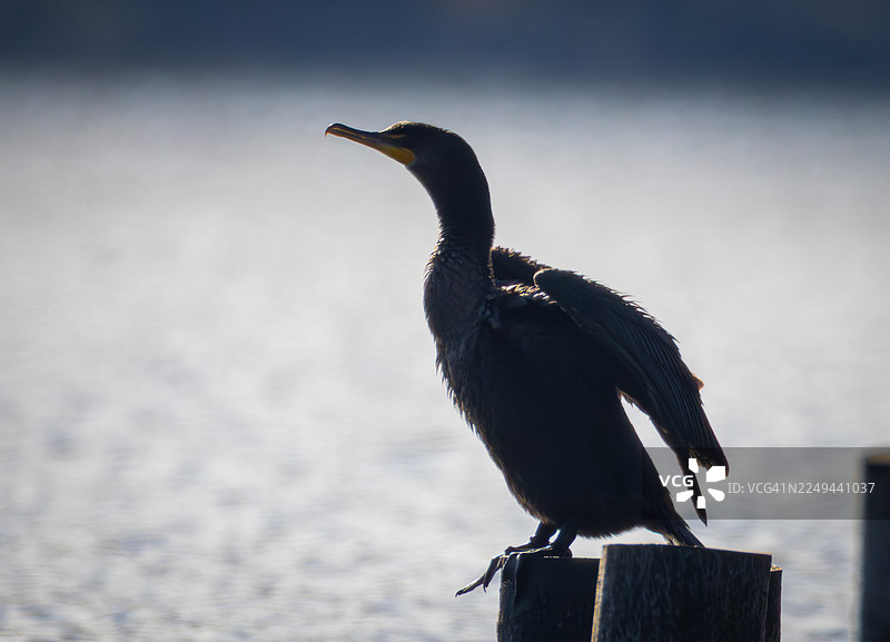 双冠鸊鷉栖息在水边的木桩上图片素材