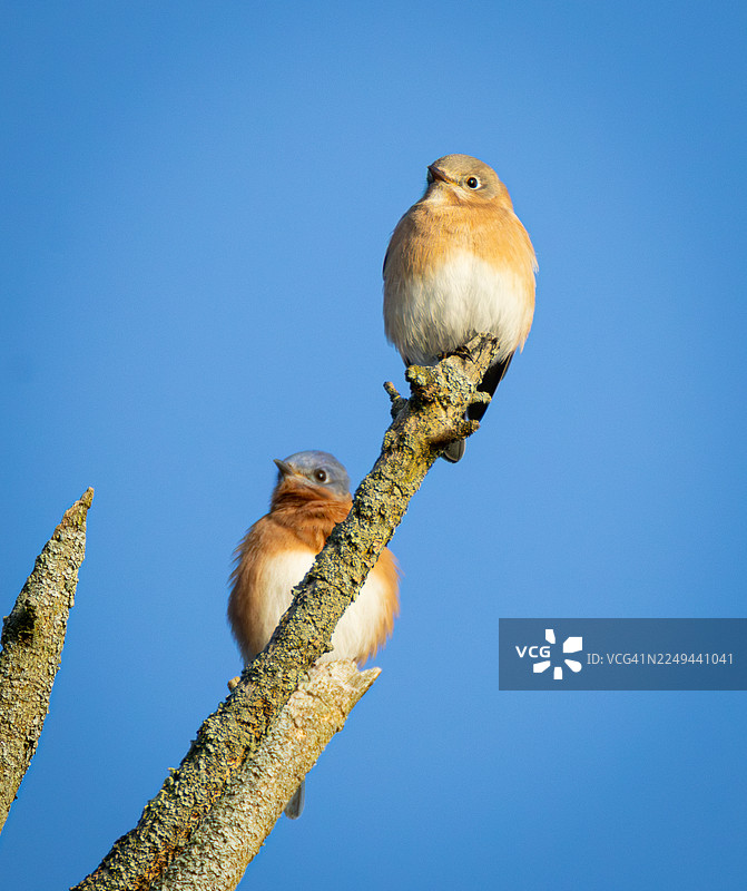 两只可爱的蓝知更鸟栖息在长满苔藓的树枝上，背景是蔚蓝的天空，它们正在享受阳光明媚的一天。图片素材