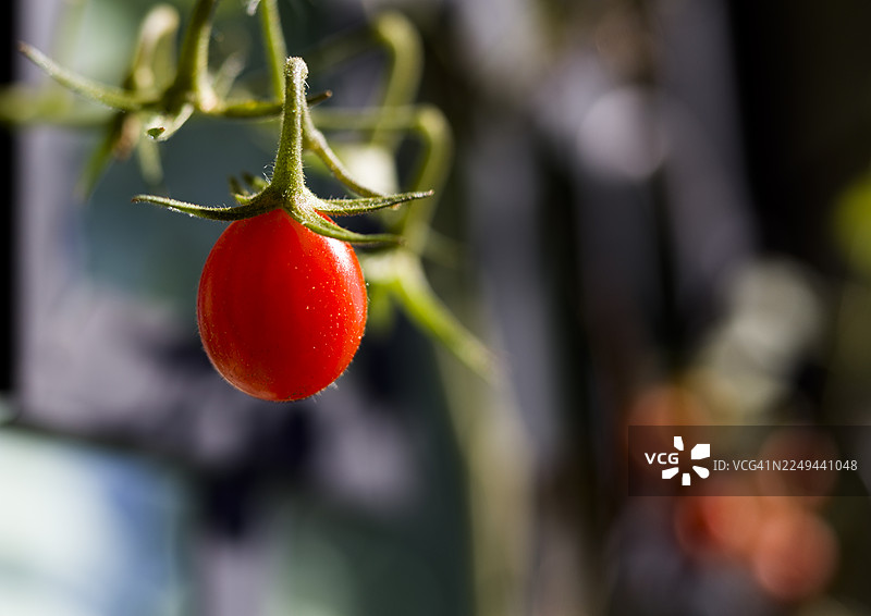 一串成熟的鲜红樱桃番茄挂在藤上，沐浴在自然光下，已准备好采摘的特写镜头图片素材