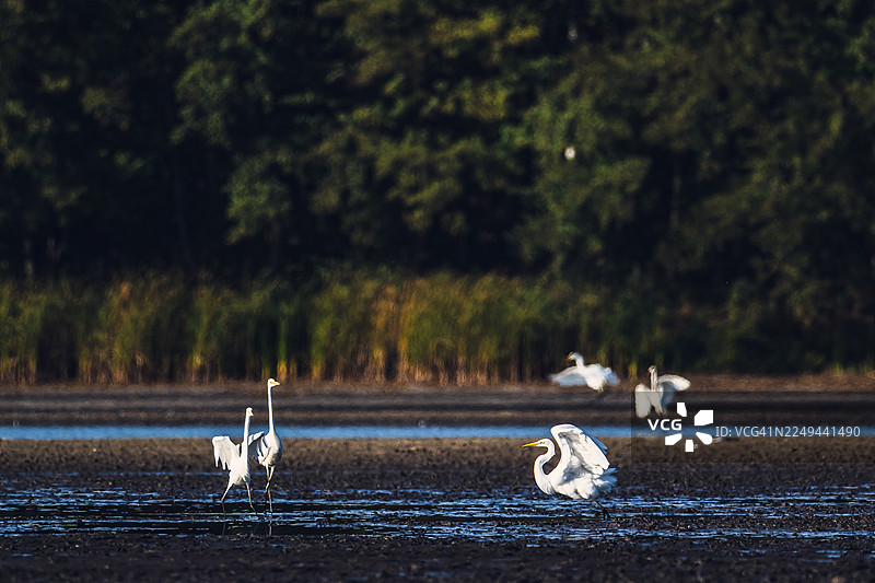 大白鹭在湿地中涉水和飞翔，背景是郁郁葱葱的绿树图片素材