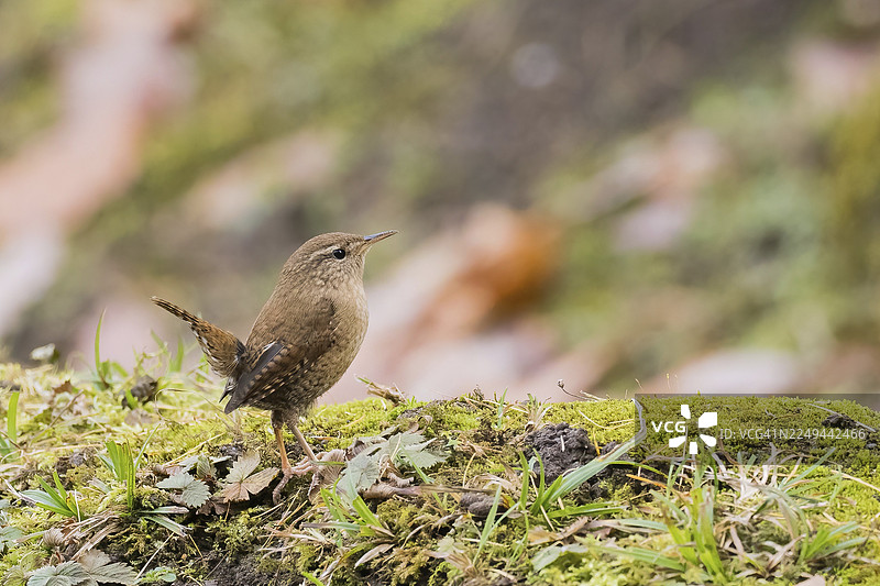 一只鹪鹩（鹪鹩）栖息在覆盖着苔藓的地面上，背景为德国黑森州的秋季环境图片素材