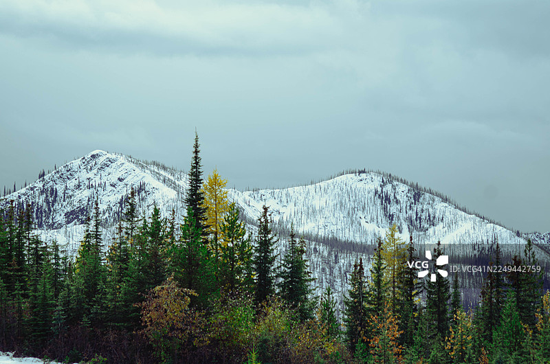 多云天空下的雪山山脉，点缀着常绿和落叶树木图片素材