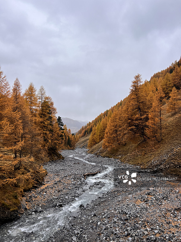 秋季，瑞士，恩加丁，蜿蜒的河流穿过岩石山谷，周围环绕着鲜艳的橙色和黄色树木，天空多云。图片素材