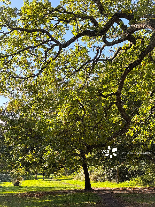 阳光透过宁静公园里葱郁的树冠图片素材