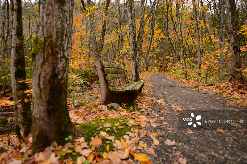 一条风景优美的林间小路，配有木制长椅，蜿蜒穿过色彩斑斓的秋季森林，营造出宁静与沉思的氛围，加拿大安大略省，苏圣玛丽图片素材