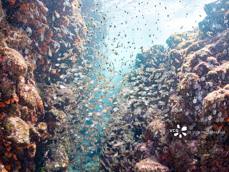 黑纹扫帚鱼（Pempheris schwenkii）幼鱼，鱼群，日本静冈县伊豆半岛南伊豆中木港平野海岸，2025年图片素材