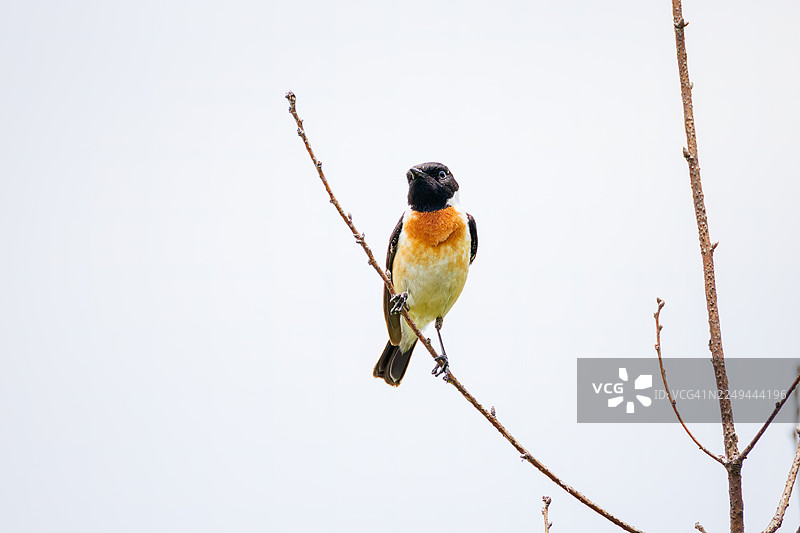 石䴕，黑喉石䴕，鸣声石䴕，欧亚石䴕。野生鸟类。观鸟，日本陆上自卫队东富士演习场，山梨县富士吉田市，日本 - 2025图片素材