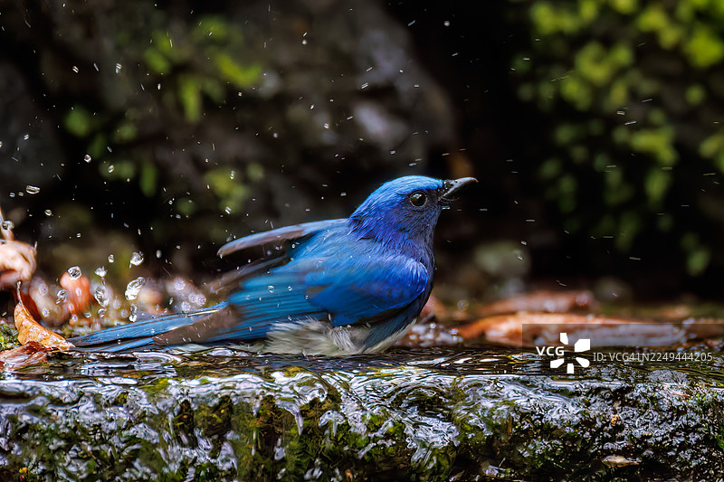 一只美丽的蓝白鹟(Cyanoptila cyanomelana,鹟科)。快乐的蓝色小鸟。在日本山梨县富士吉田市奥多摩泉水处沐浴 - 2025图片素材